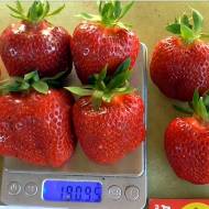 Саджанець Суниця садова (полуниця) Аріана в контейнері